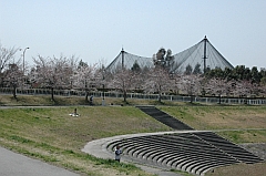 大吉公園の桜の写真