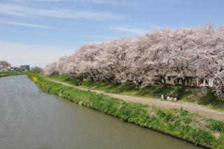 桜堤の画像