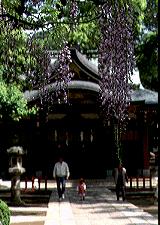 久伊豆神社の藤