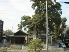 浅間神社とケヤキの写真