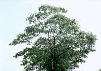 Zelkovia (Keyaki) - Tree of Koshigaya City