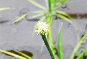 コシガヤホシクサの拡大写真。星形の白い花1つの直径は1mm～2mm程度