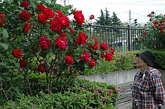 古利根堰公園の薔薇