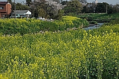 元荒川の菜の花の写真