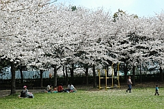 出羽公園の桜の写真