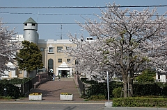 児童館コスモスの桜の写真