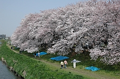 元荒川桜堤通りの桜の写真