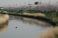新方川緑道の桜の写真