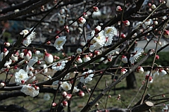 梅林公園の梅の写真