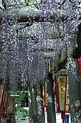 久伊豆神社（越ヶ谷）のフジの写真