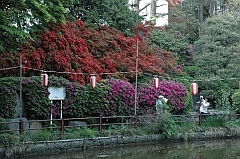 久伊豆神社（越ヶ谷）のツツジの写真