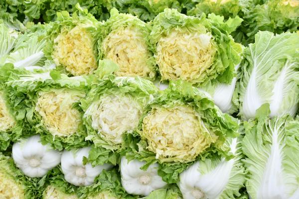 山東菜（さんとうさい）の画像