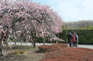 梅林公園の画像