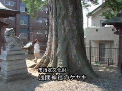 浅間神社ケヤキの幹の太さが7メートルもあることを示す、幹の拡大写真