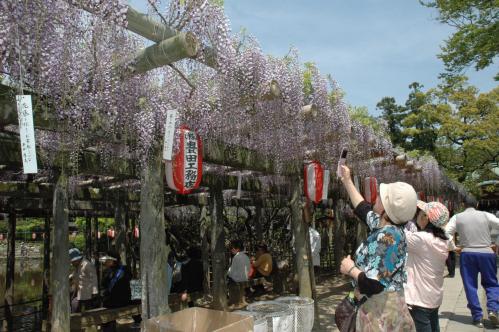 久伊豆神社の藤棚の写真