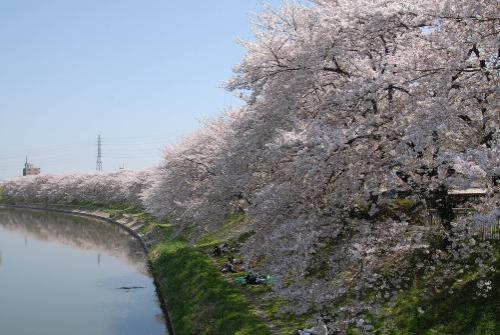 元荒川沿いに咲く桜並木の写真