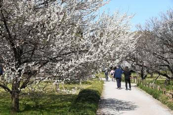 梅林公園