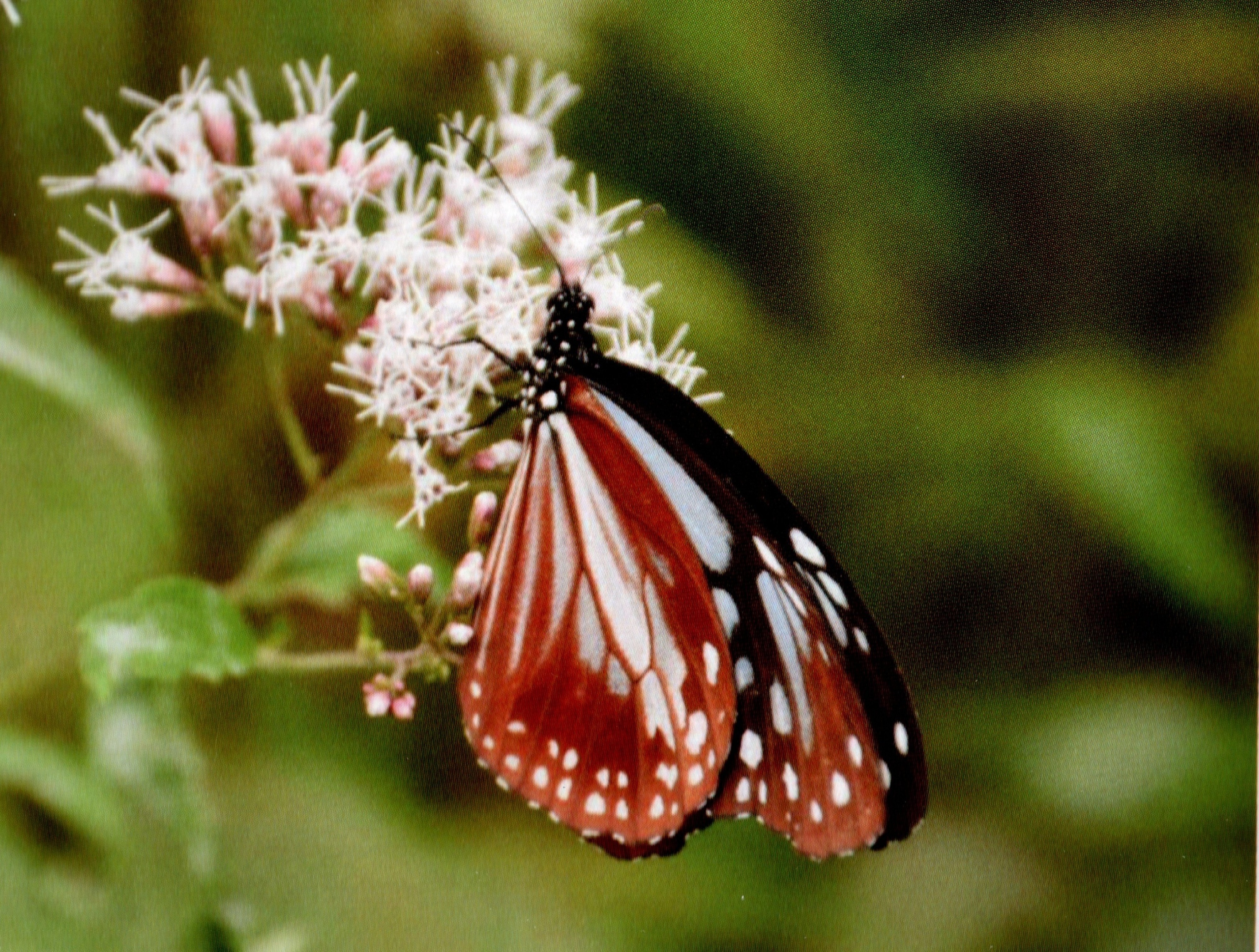 フジバカマ公園に飛来したアサギマダラ