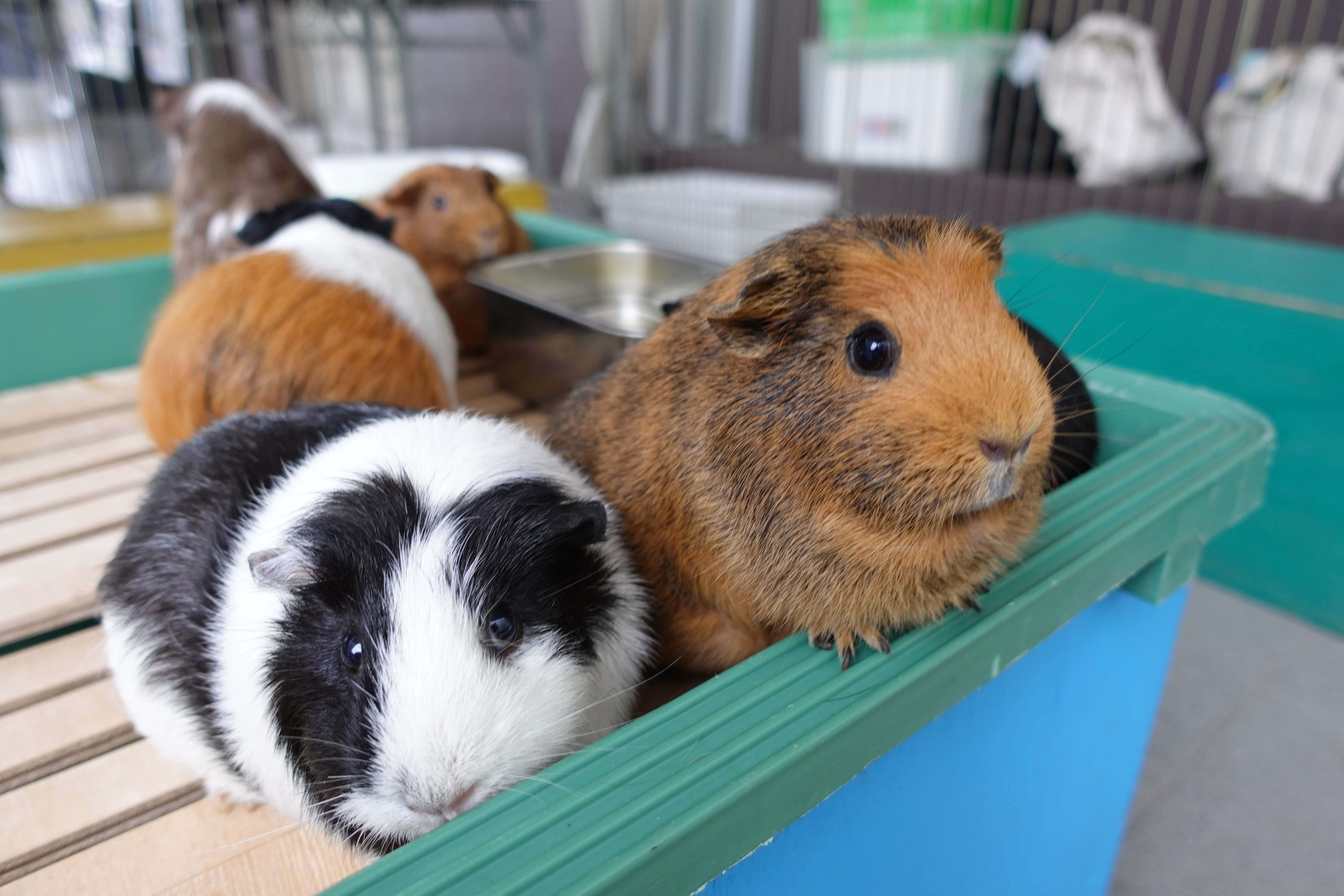 動物コーナーの様子