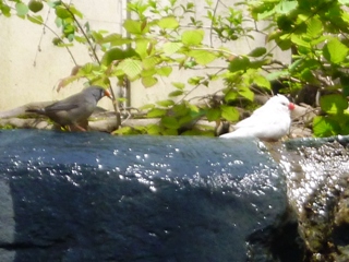 園内の様子～鳥