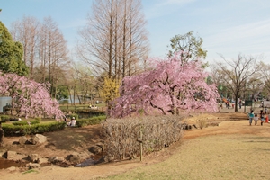 桜の季節もオススメ！