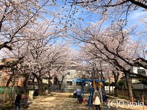 桜満開のカンナ公園