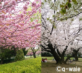 東越谷第二公園2