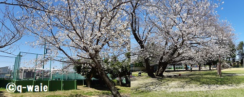 東越谷二丁目桜