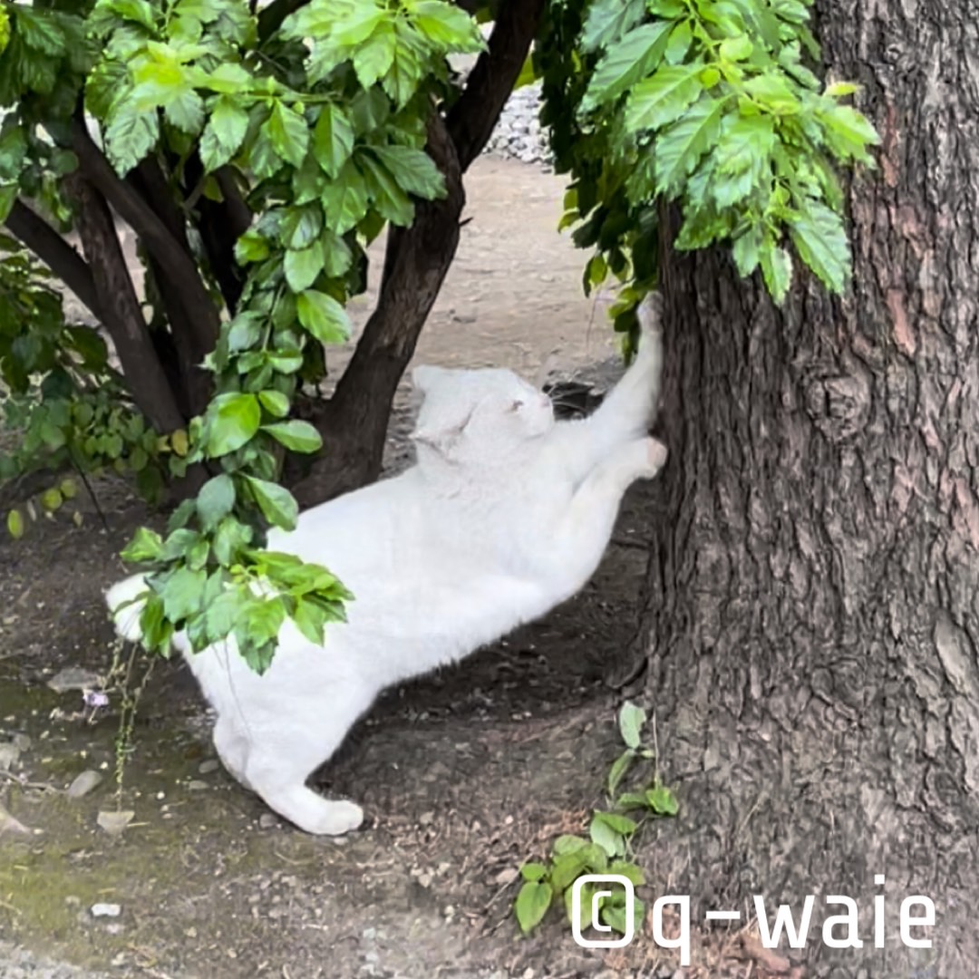 今戸神社のナミちゃん