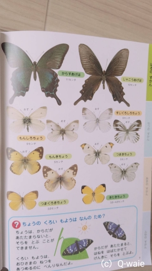 蝶々種類