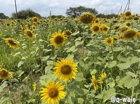 ひまわりフェスティバル 画像
