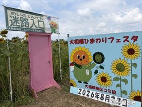 ひまわりフェスティバル 画像