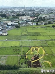 田んぼアート 画像