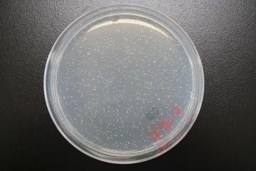 一般細菌数の写真