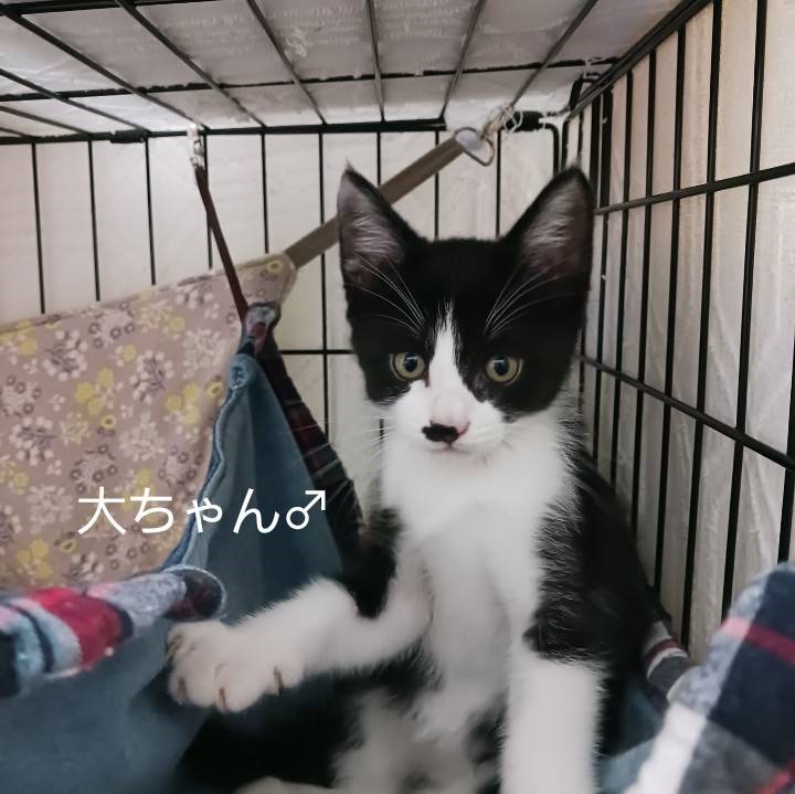 dai