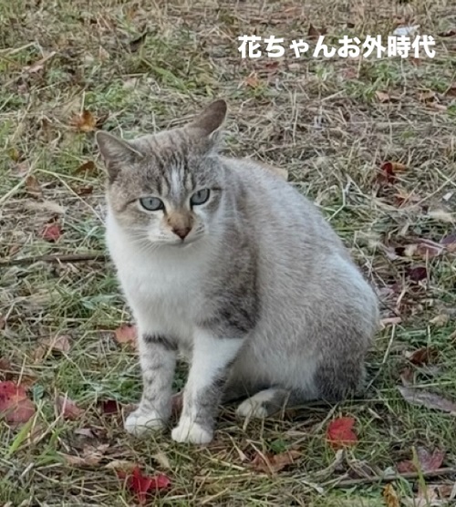 hanachan1