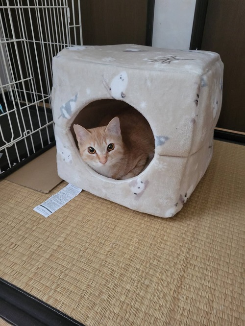 harukun2