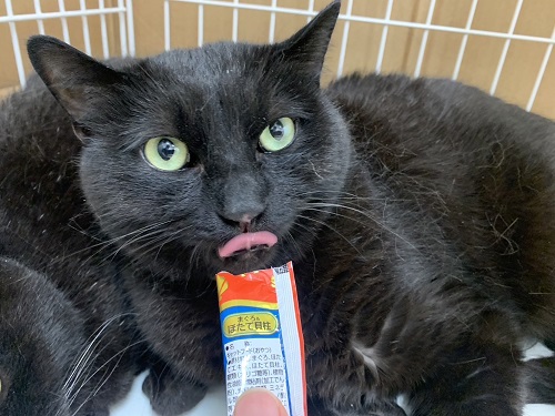 jiji1