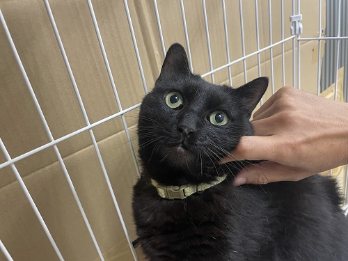 jiji2