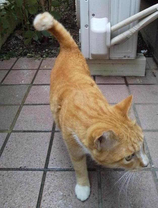 デモ画像