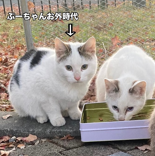 puchan1