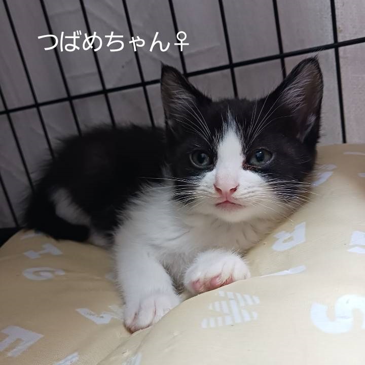 tsubame