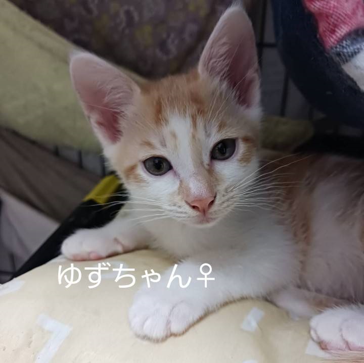 yuzu