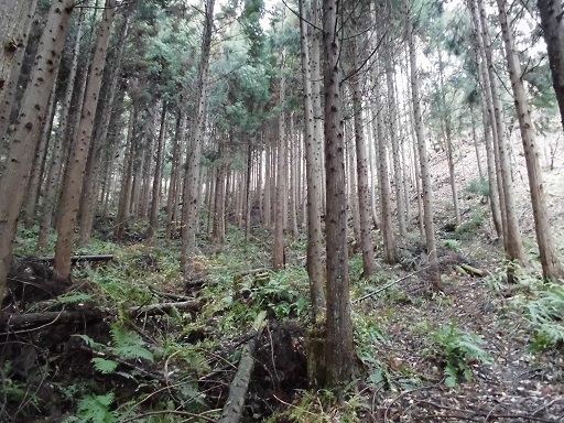 福島地区第3期の様子