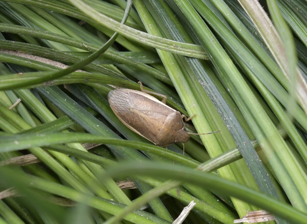 イネカメムシの写真