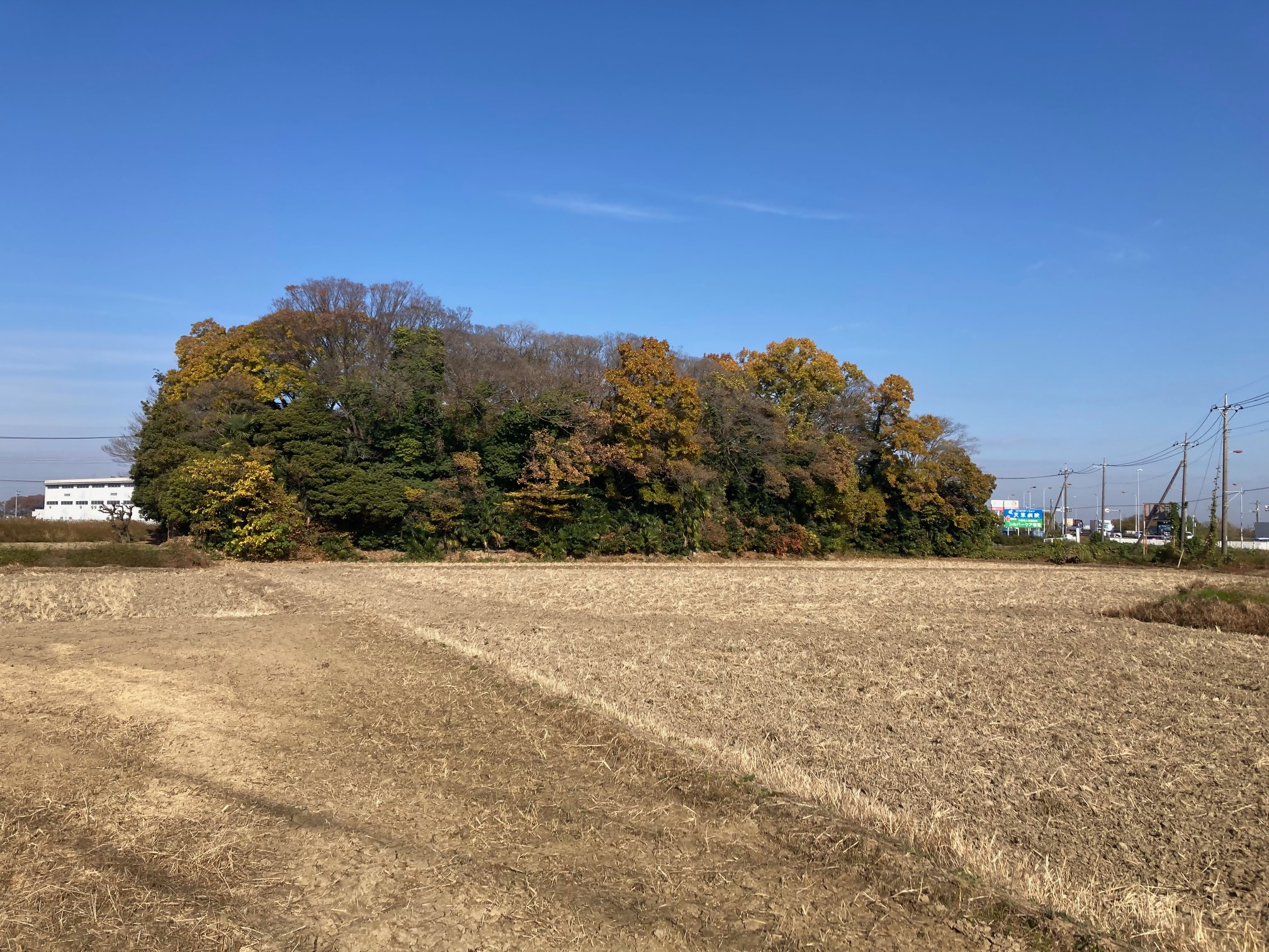 平方自然観察林の写真