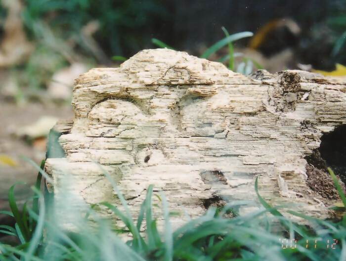 クワガタの産卵痕の写真