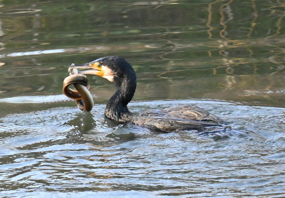 ニホンウナギを捕食するカワウ