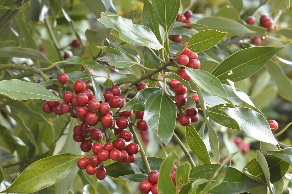 シロダモの写真
