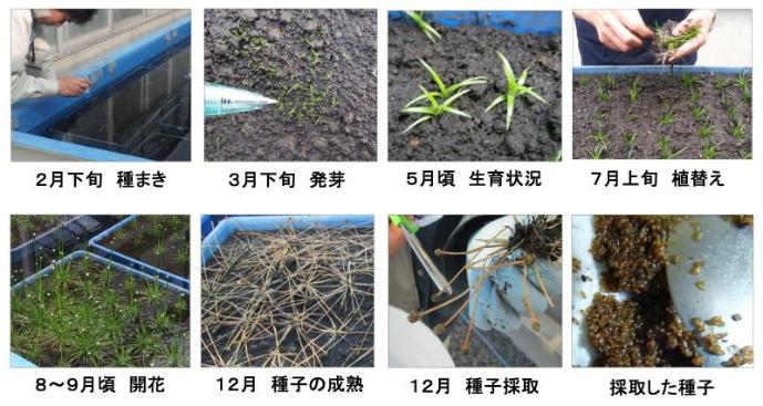 コシガヤホシクサの年間の状況